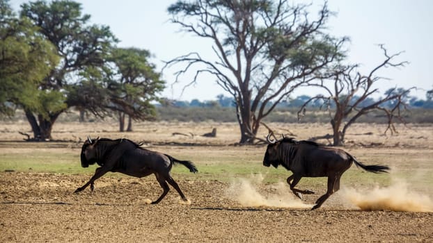 Two Blue wildebeest running out in dry land in Kgalagadi transfrontier park, South Africa ; Specie Connochaetes taurinus family of Bovidae