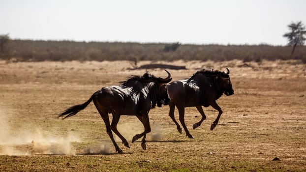 Two Blue wildebeest running out in dry land in Kgalagadi transfrontier park, South Africa ; Specie Connochaetes taurinus family of Bovidae