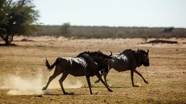 Two Blue wildebeest running out in dry land in Kgalagadi transfrontier park, South Africa ; Specie Connochaetes taurinus family of Bovidae