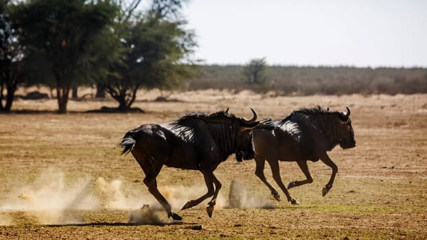 Two Blue wildebeest running out in dry land in Kgalagadi transfrontier park, South Africa ; Specie Connochaetes taurinus family of Bovidae