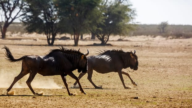 Two Blue wildebeest running out in dry land in Kgalagadi transfrontier park, South Africa ; Specie Connochaetes taurinus family of Bovidae