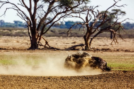 Blue wildebeest shaking in sand in Kgalagadi transfrontier park, South Africa ; Specie Connochaetes taurinus family of Bovidae