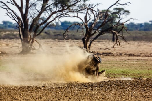 Blue wildebeest shaking in sand in Kgalagadi transfrontier park, South Africa ; Specie Connochaetes taurinus family of Bovidae