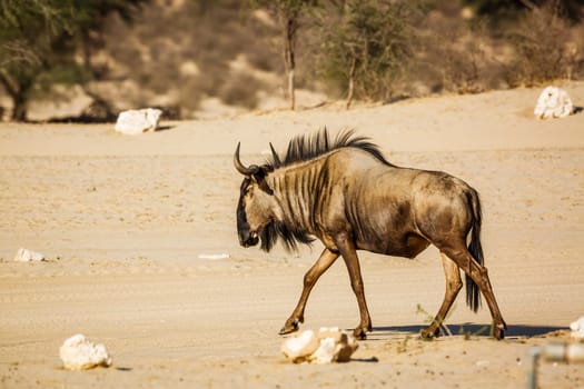 Blue wildebeest walking in sand desert in Kgalagadi transfrontier park, South Africa ; Specie Connochaetes taurinus family of Bovidae