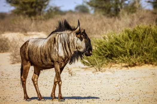 Blue wildebeest standing in sand desert in Kgalagadi transfrontier park, South Africa ; Specie Connochaetes taurinus family of Bovidae