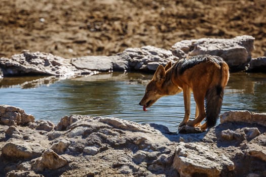 Black backed jackal drinking at waterhole in Kgalagadi transfrontier park, South Africa ; Specie Canis mesomelas family of Canidae