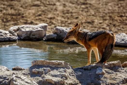 Black backed jackal drinking at waterhole in Kgalagadi transfrontier park, South Africa ; Specie Canis mesomelas family of Canidae