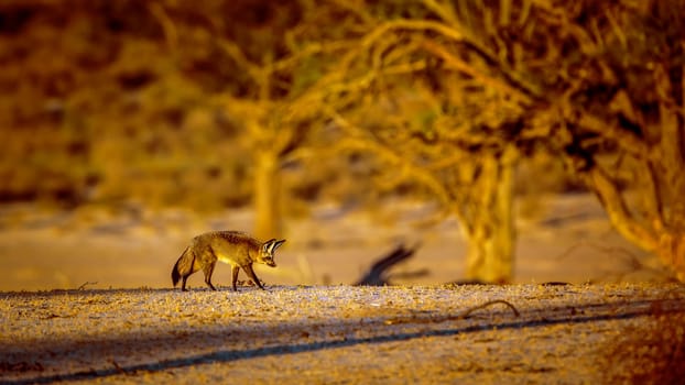 Bat-eared fox walking at dusk in dry land in Kgalagadi transfrontier park, South Africa; specie Otocyon megalotis family of Canidae 