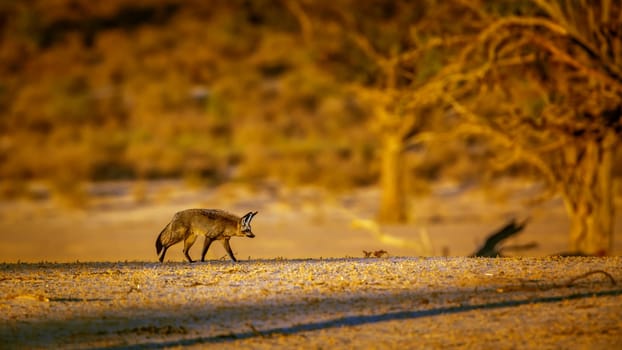 Bat-eared fox walking at dusk in dry land in Kgalagadi transfrontier park, South Africa; specie Otocyon megalotis family of Canidae 