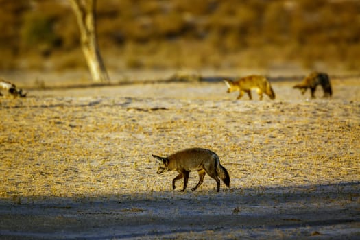 Three Bat-eared fox standing front view in dry land in Kgalagadi transfrontier park, South Africa; specie Otocyon megalotis family of Canidae 