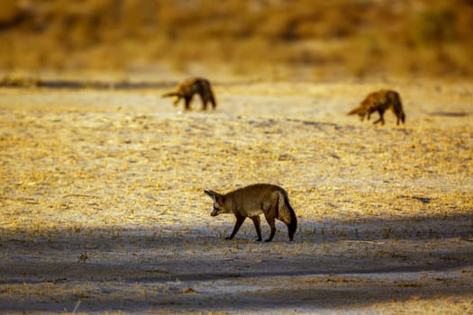 Three Bat-eared fox standing front view in dry land in Kgalagadi transfrontier park, South Africa; specie Otocyon megalotis family of Canidae 