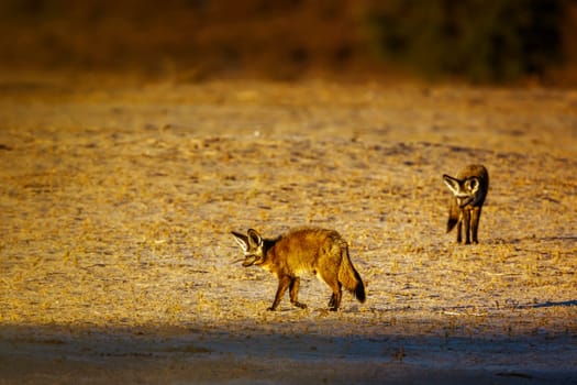 Two Bat-eared fox standing front view in dry land in Kgalagadi transfrontier park, South Africa; specie Otocyon megalotis family of Canidae 