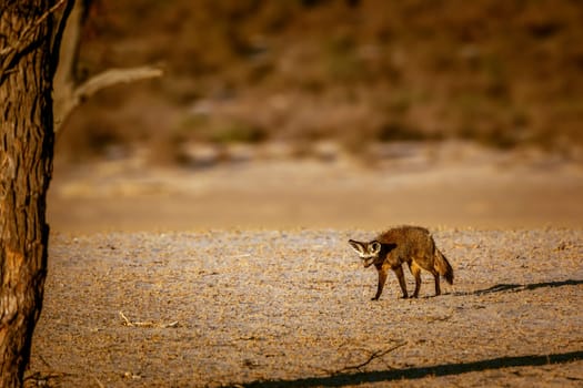 Bat-eared fox standing front view in dry land in Kgalagadi transfrontier park, South Africa; specie Otocyon megalotis family of Canidae 