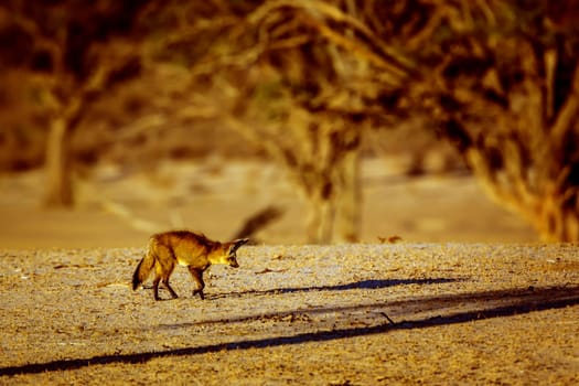 Bat-eared fox standing front view in dry land in Kgalagadi transfrontier park, South Africa; specie Otocyon megalotis family of Canidae 