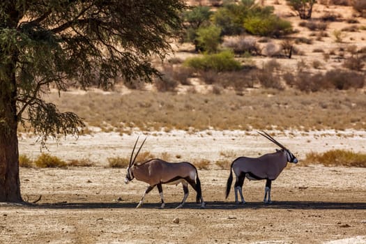 Two South African Oryx standing under tree shadow running in Kgalagadi transfrontier park, South Africa; specie Oryx gazella family of Bovidae