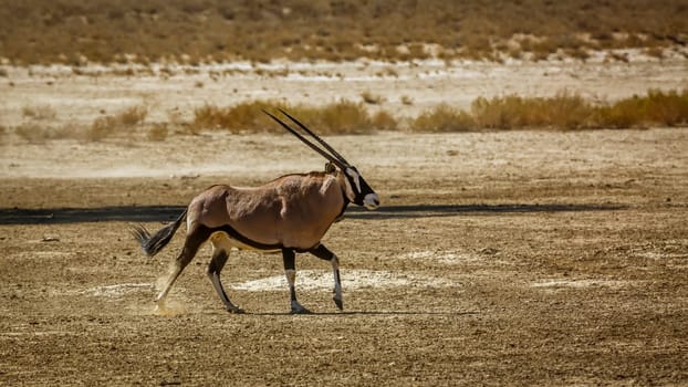 South African Oryx running in dry land in Kgalagadi transfrontier park, South Africa; specie Oryx gazella family of Bovidae