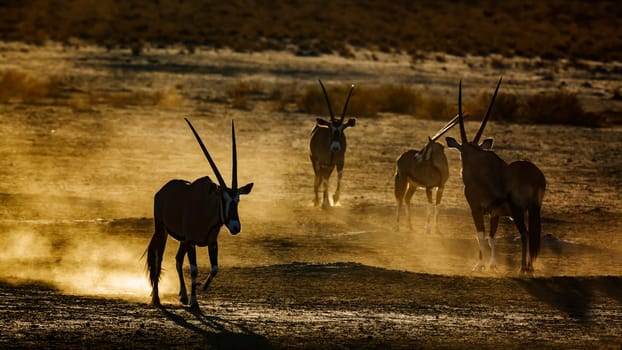 Group of South African Oryx running in sand dust at dawn in Kgalagadi transfrontier park, South Africa; specie Oryx gazella family of Bovidae