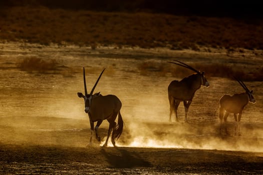 Three South African Oryx running in sand dust at dawn in Kgalagadi transfrontier park, South Africa; specie Oryx gazella family of Bovidae