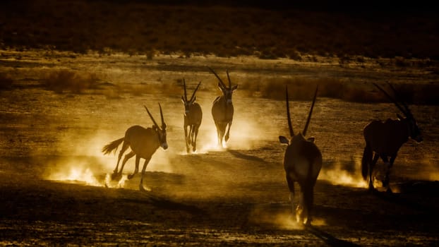 Group of South African Oryx running in sand dust at dawn in Kgalagadi transfrontier park, South Africa; specie Oryx gazella family of Bovidae