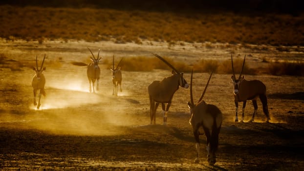 Group of South African Oryx running in sand dust at dawn in Kgalagadi transfrontier park, South Africa; specie Oryx gazella family of Bovidae