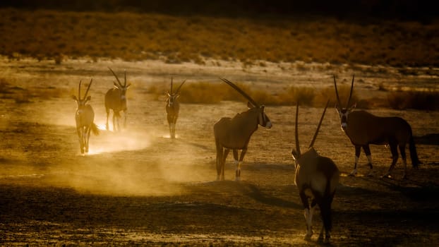 Group of South African Oryx running in sand dust at dawn in Kgalagadi transfrontier park, South Africa; specie Oryx gazella family of Bovidae