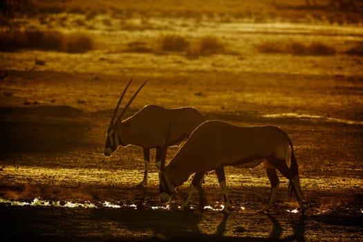 Two South African Oryx at waterhole at dusk in Kgalagadi transfrontier park, South Africa; specie Oryx gazella family of Bovidae