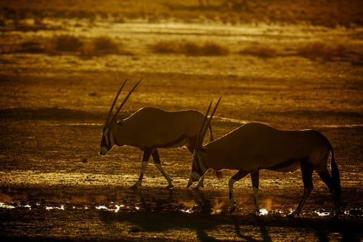Two South African Oryx at waterhole at dusk in Kgalagadi transfrontier park, South Africa; specie Oryx gazella family of Bovidae