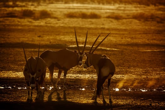 South African Oryx in Kgalagadi transfrontier park, South Africa; specie Oryx gazella family of Bovidae