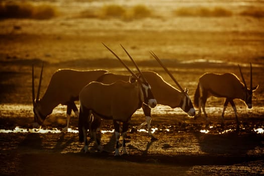 Group of South African Oryx at waterhole at dawn in Kgalagadi transfrontier park, South Africa; specie Oryx gazella family of Bovidae