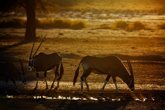 Two South African Oryx at waterhole at dusk in Kgalagadi transfrontier park, South Africa; specie Oryx gazella family of Bovidae