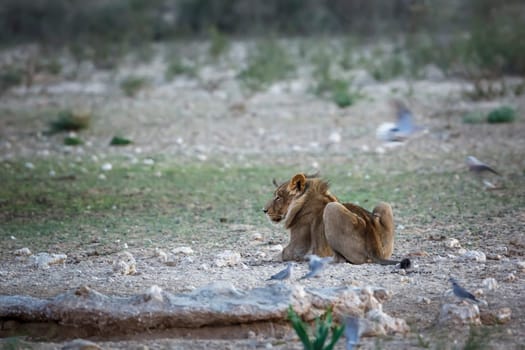 Young African lion lying down at waterhole in Kgalagadi transfrontier park, South Africa; Specie panthera leo family of felidae