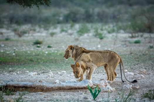 Two young African lions drinking at waterhole in Kgalagadi transfrontier park, South Africa; Specie panthera leo family of felidae