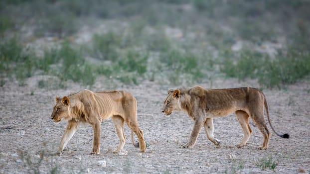 Two young African lion emaciated  walking in Kgalagadi transfrontier park, South Africa; Specie panthera leo family of felidae