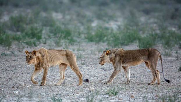 Two young African lion emaciated  walking in Kgalagadi transfrontier park, South Africa; Specie panthera leo family of felidae