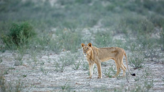 Young African lion emaciated in Kgalagadi transfrontier park, South Africa; Specie panthera leo family of felidae