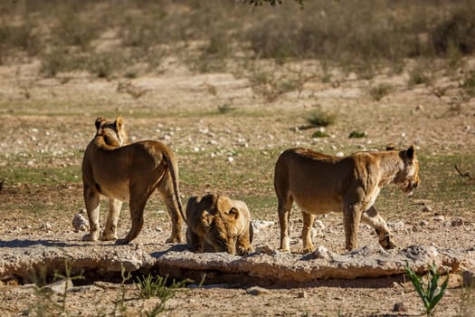 Three African lions drinking at waterhole in Kgalagadi transfrontier park, South Africa; Specie panthera leo family of felidae