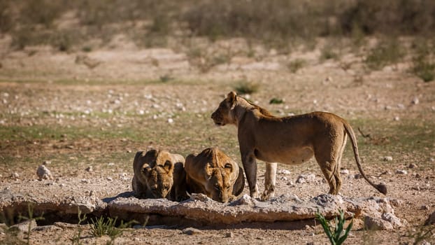 Three African lions drinking at waterhole in Kgalagadi transfrontier park, South Africa; Specie panthera leo family of felidae