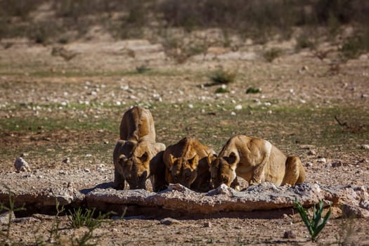 Three African lions drinking at waterhole in Kgalagadi transfrontier park, South Africa; Specie panthera leo family of felidae