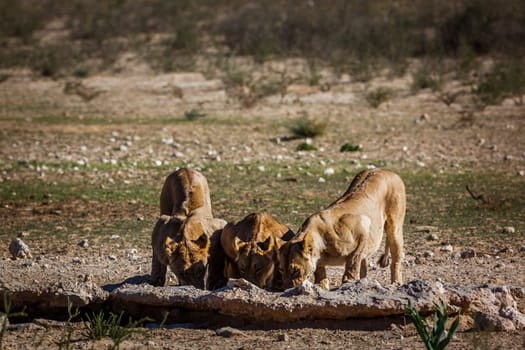 Three African lions drinking at waterhole in Kgalagadi transfrontier park, South Africa; Specie panthera leo family of felidae