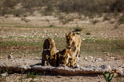 Three African lions drinking at waterhole in Kgalagadi transfrontier park, South Africa; Specie panthera leo family of felidae