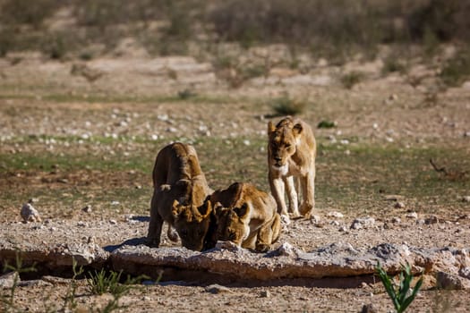 Three African lions drinking at waterhole in Kgalagadi transfrontier park, South Africa; Specie panthera leo family of felidae