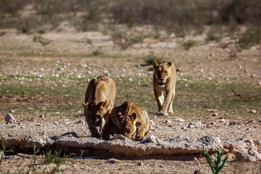 Three African lions drinking at waterhole in Kgalagadi transfrontier park, South Africa; Specie panthera leo family of felidae