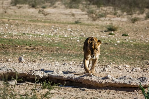 African lioness walking front view to waterhole in Kgalagadi transfrontier park, South Africa; Specie panthera leo family of felidae