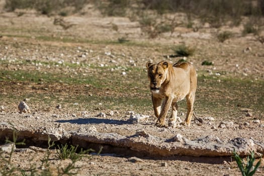 African lioness walking front view to waterhole in Kgalagadi transfrontier park, South Africa; Specie panthera leo family of felidae