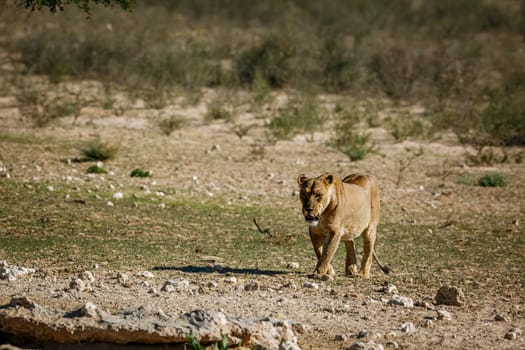 African lioness walking front view to waterhole in Kgalagadi transfrontier park, South Africa; Specie panthera leo family of felidae