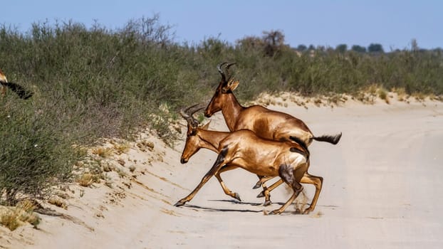 Hartebeest crossing safari road running in Kgalagadi transfrontier park, South Africa; specie Alcelaphus buselaphus family of Bovidae