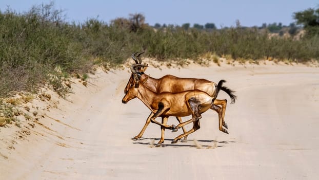 Two Hartebeest crossing safari road running in Kgalagadi transfrontier park, South Africa; specie Alcelaphus buselaphus family of Bovidae