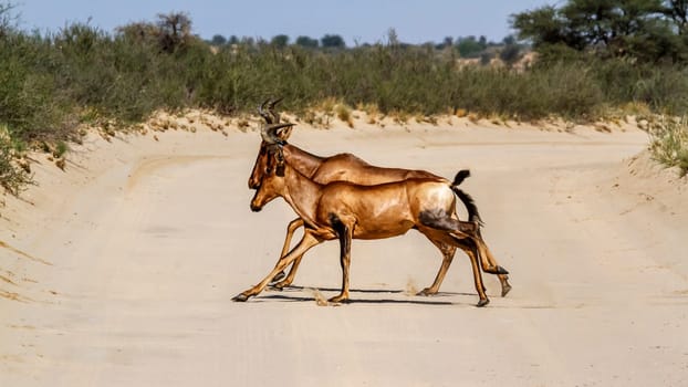 Two Hartebeest crossing safari road running in Kgalagadi transfrontier park, South Africa; specie Alcelaphus buselaphus family of Bovidae