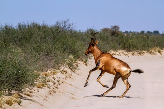 Hartebeest crossing safari road running in Kgalagadi transfrontier park, South Africa; specie Alcelaphus buselaphus family of Bovidae