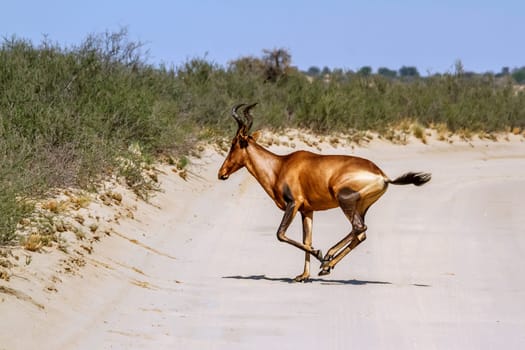 Hartebeest crossing safari road running in Kgalagadi transfrontier park, South Africa; specie Alcelaphus buselaphus family of Bovidae